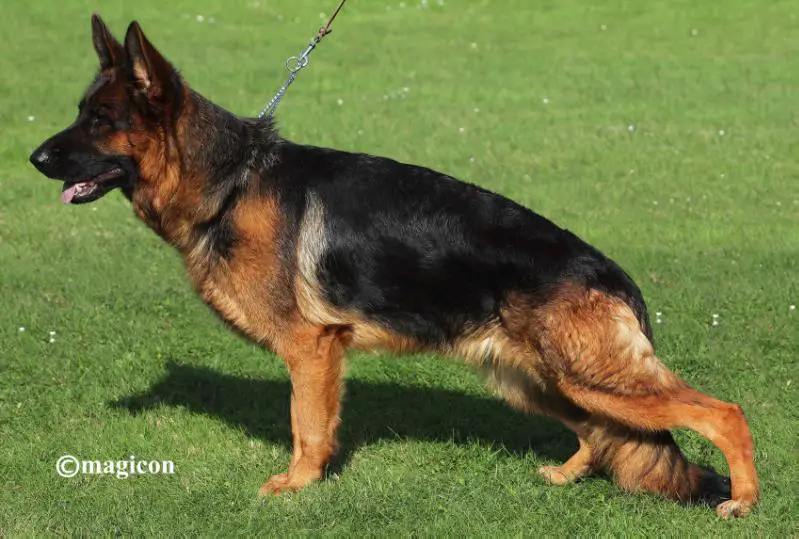 V Rookie vom Mittelwest