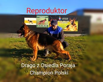 Drago z Osiedla Poraja