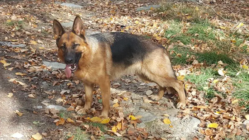 Xera Vom Hohlen Huegel