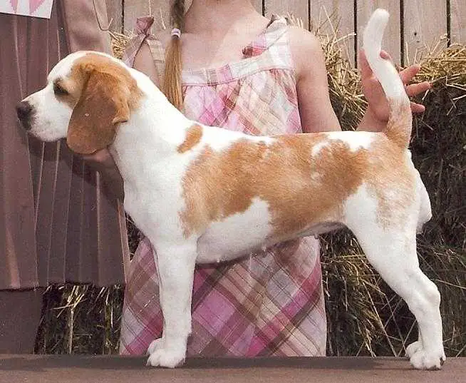 GCH Merry Music Watch Her Strut