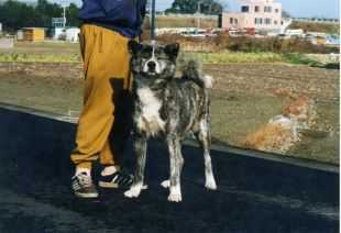 Ayaka Go Tetsuyukisou