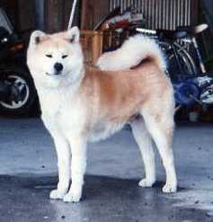 Aika Go Mizushima Nakajima Sou