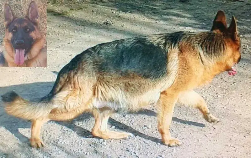Dairi di Casa Villalba