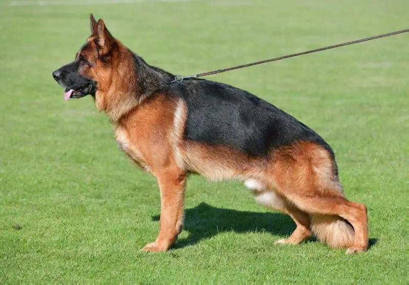 V, SG25 BSZS Xiu von der Piste Trophe