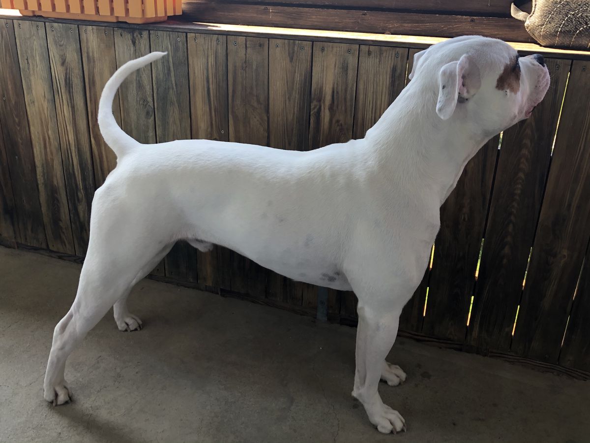 NKC Jr. Champion WhiteCrazyBulls Diesel