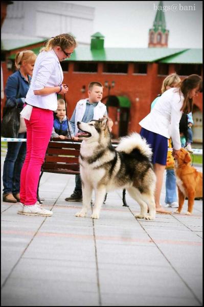 VAN OF BEST OT BORODNEVYKH