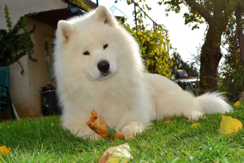 JCH SR/ČR/KSP ČR, CHSR, CHČR, GCH SR, CLUBCH SR,ČR THE UNIQUE TWIGLIGHT ORLEANSNOW