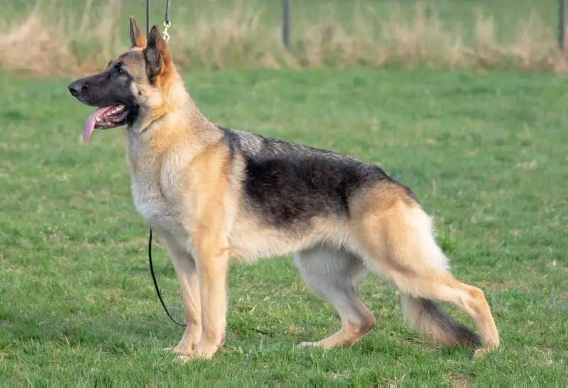 UKC CH Mickena's Red Skye on the Horizon