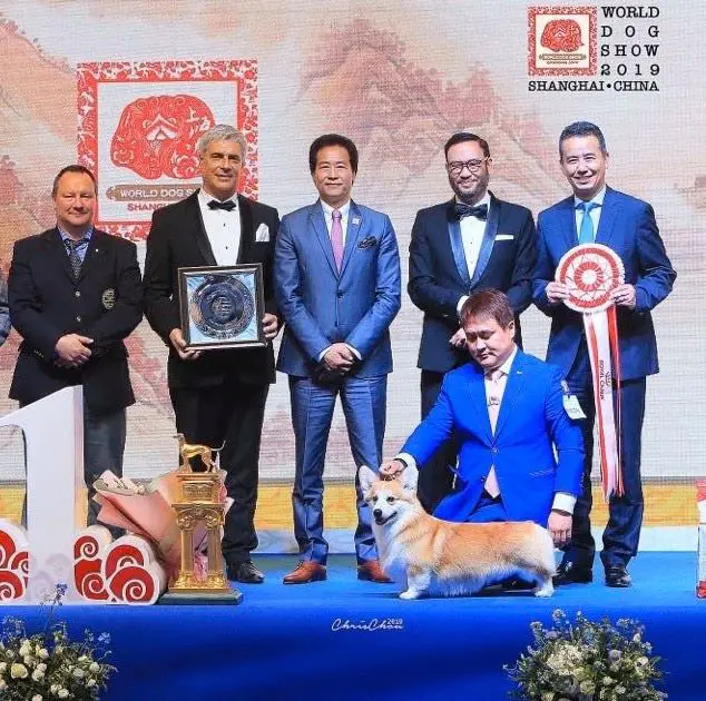 MBIS WW'19 C.I.B. GCH Multi CH Realline Final Boss (Newman)