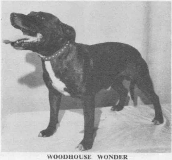Mountainash Woodhouse Wonder