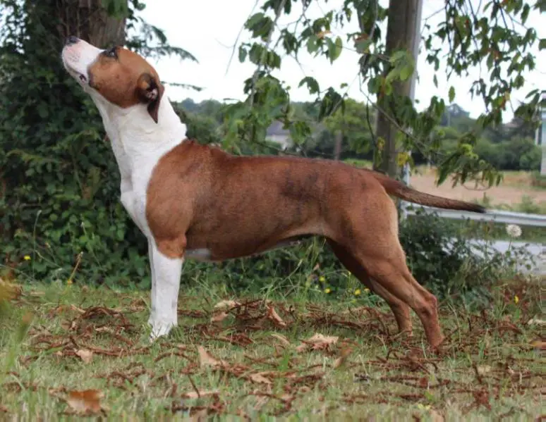 Celt and Dac Noblesse Arkana