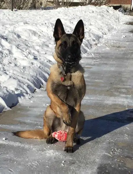 Coya Von Kriegs Schrei