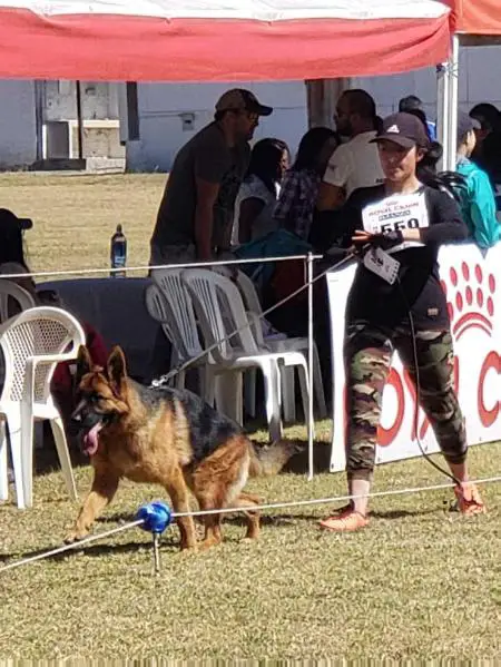 Moly de Casa de Campo