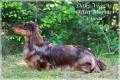 CH INT, CH J RUS, CH RUS, FKF, POL  CW Daks-Veg-As Ostin Morris