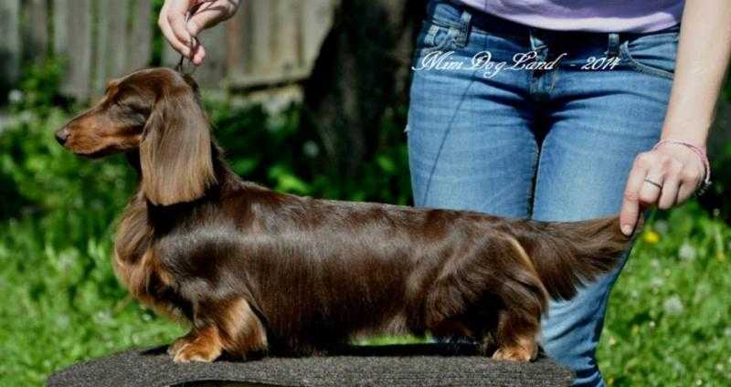 Lady Coco of Yang Guang Kennel