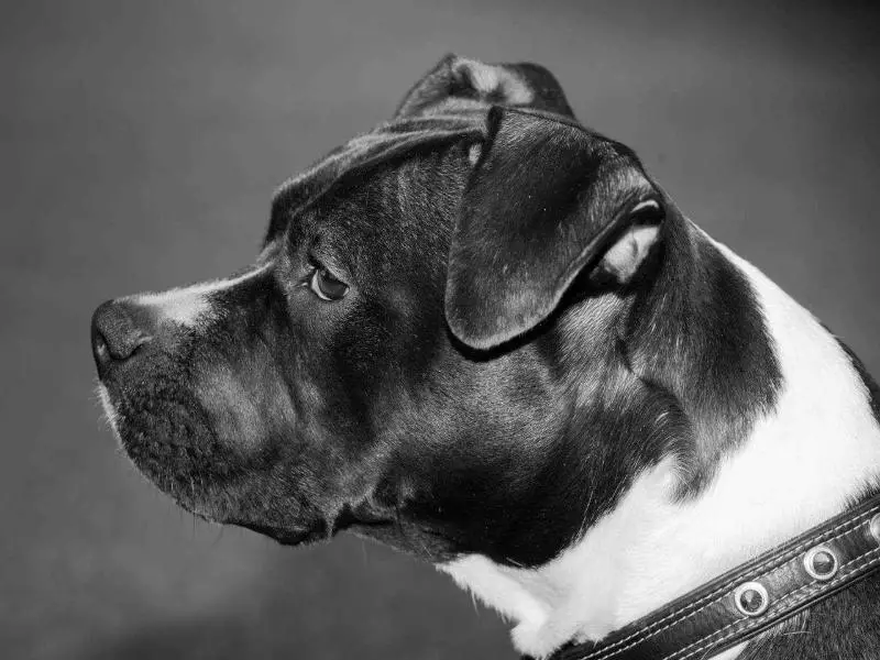 Lady in Black Pandora Passion