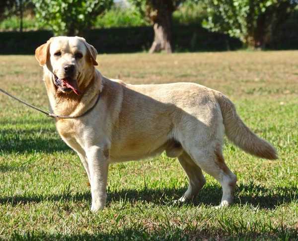 Waterflower Padrino Marlon Brando