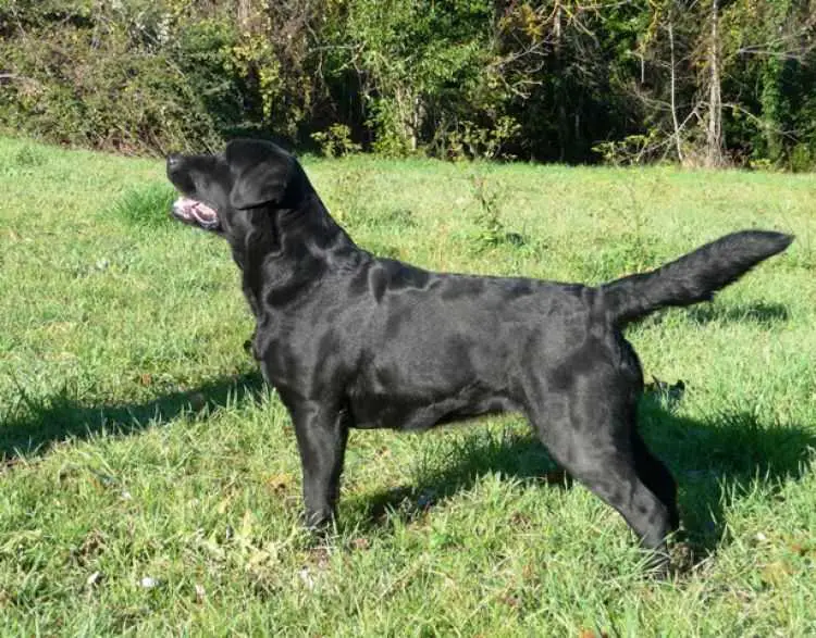 BRITISHPRIDE NIKITAVALDISTERZA