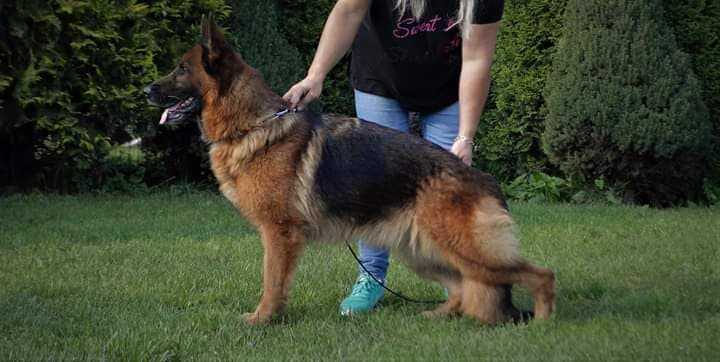 IMANNY vom Haus Tchorz