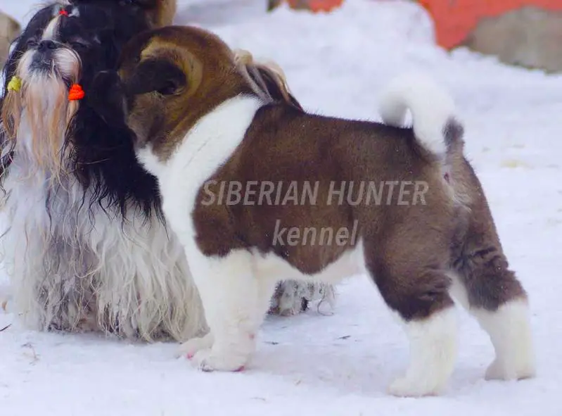 Siberian Hunter KING of LOVE