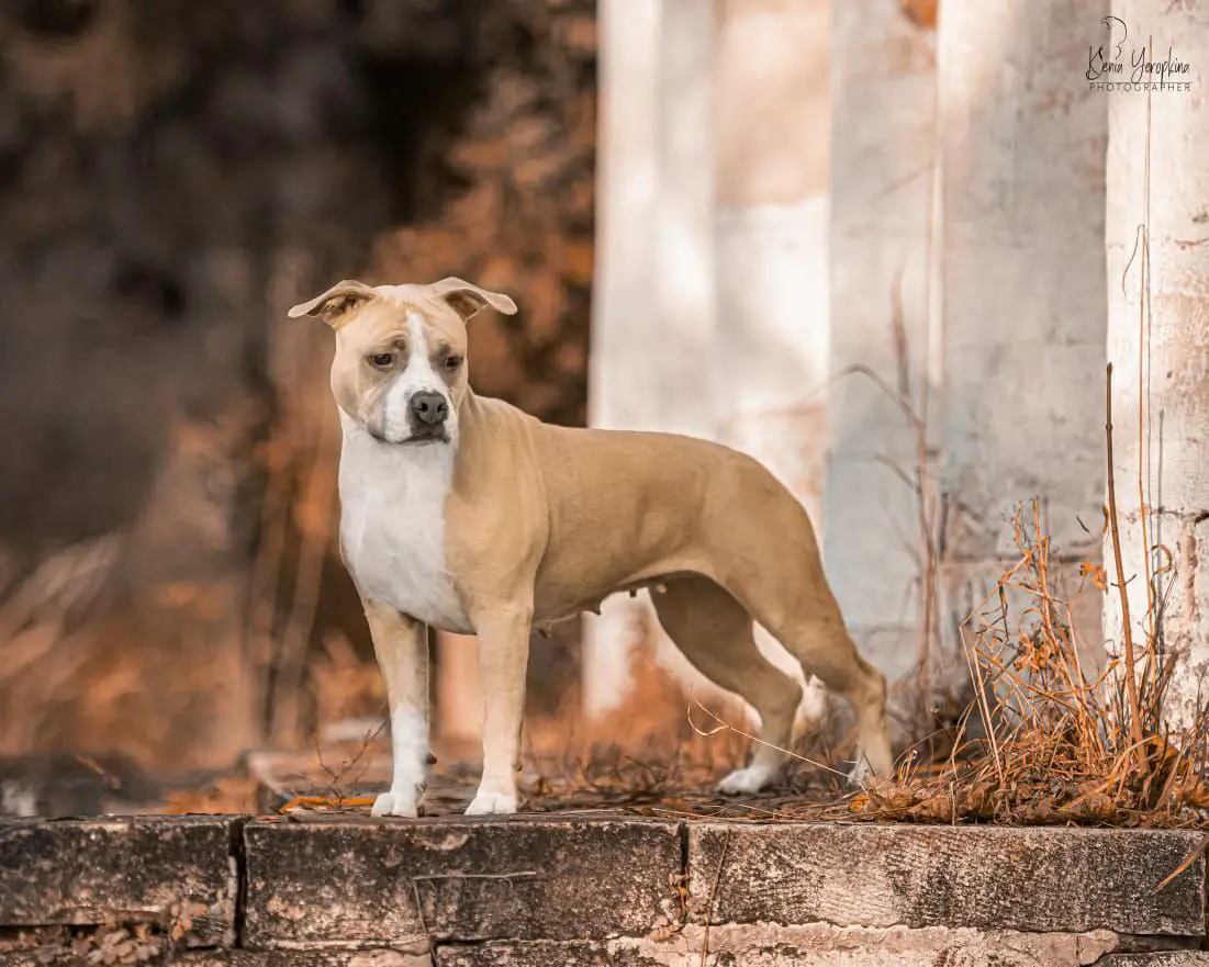 JCH Rus. CH RUS. 2* CH RKF Bakaroro end Itubori Vasilisa