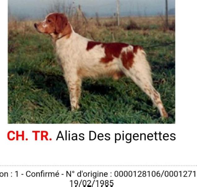 ChFCS ChIB ALIAS des pigenettes