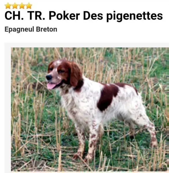 ChFCS  ChIB POKER des pigenette