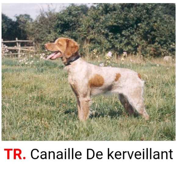 CANAILLE de Kerveillant