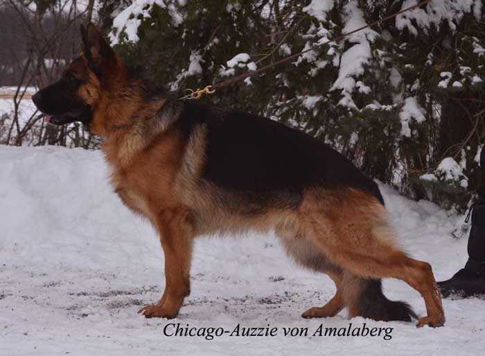 Chicago Auzzie von Amalaberg