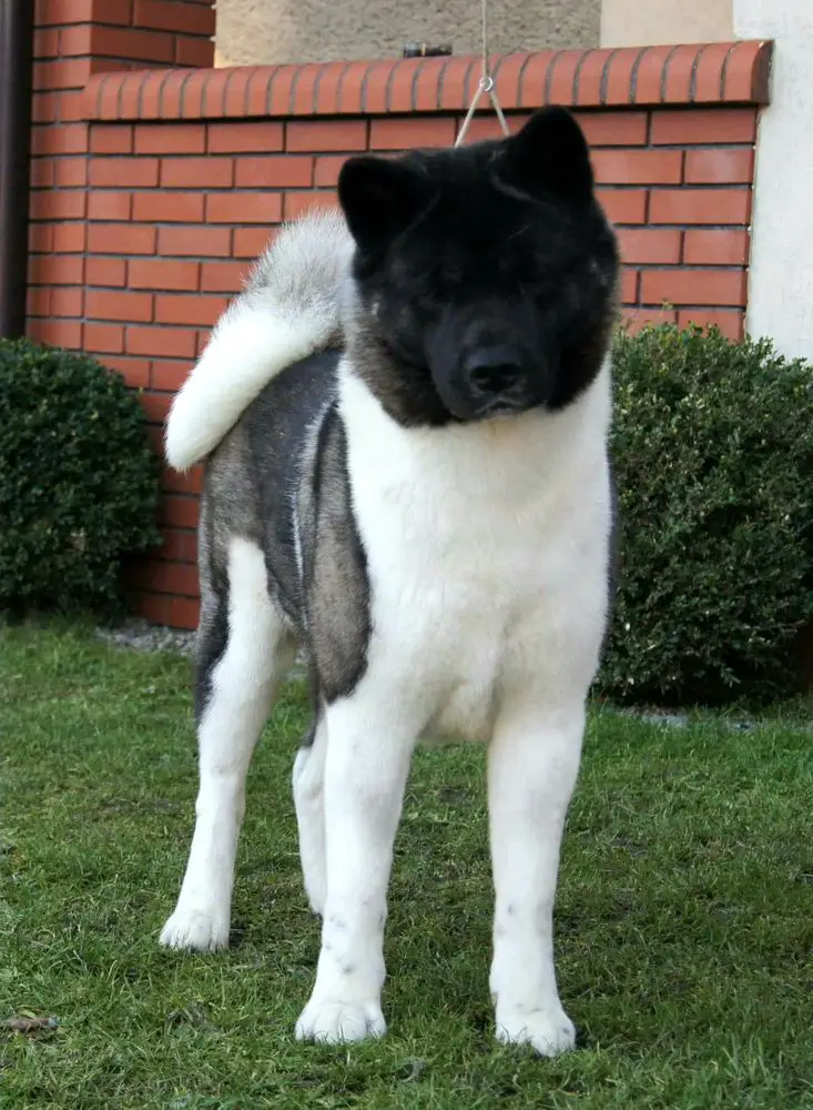 Inari Remordeo