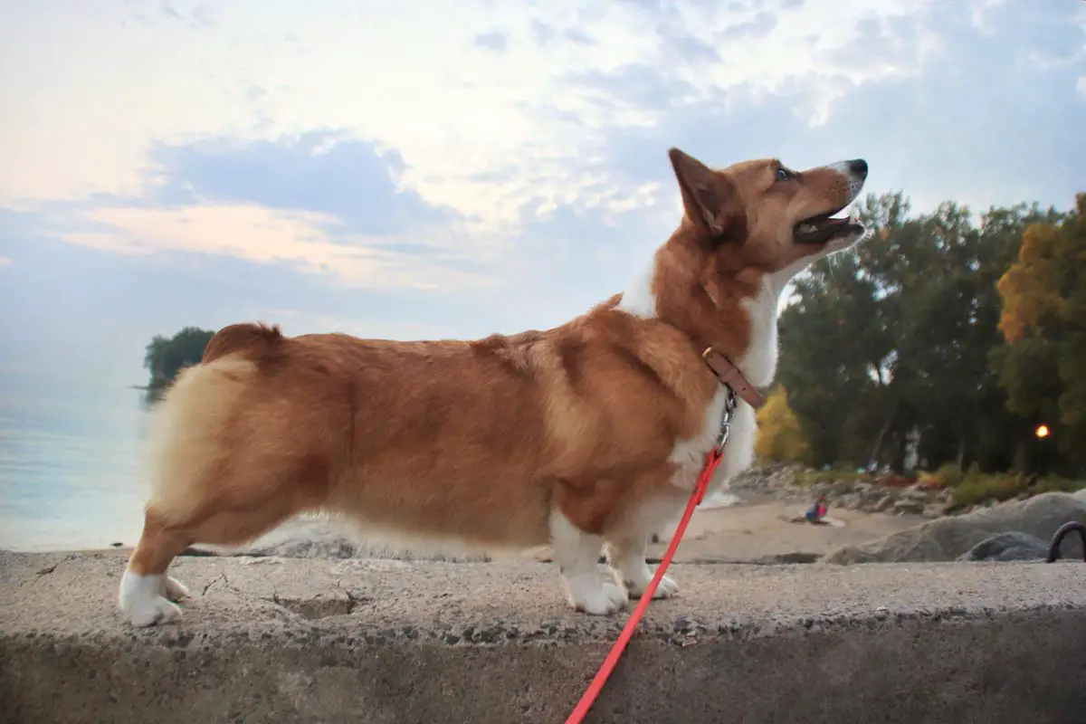 TDGCH Silver Lining Daisy