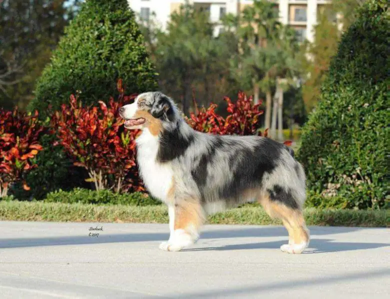 AKC GCHS CH Moonbaby's These Colors Don't Run