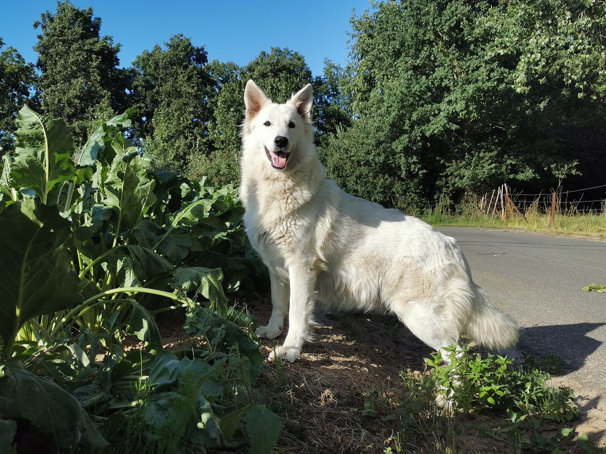 Phelisa of the White Wolves