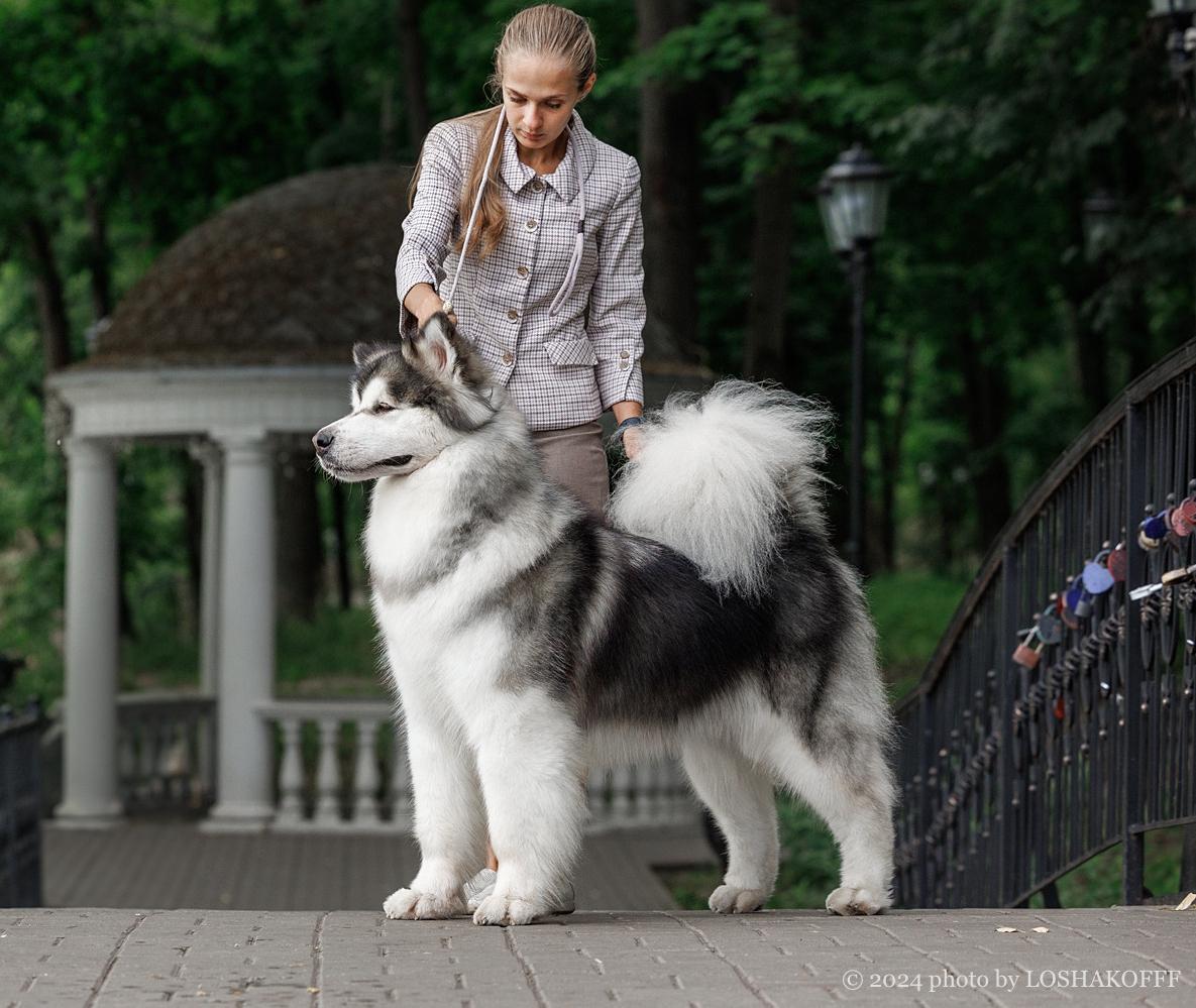 Thule Amaguq`s Triumph Burning Heart