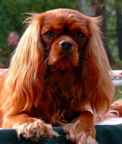 Dirke' Ze Zapadni Strane