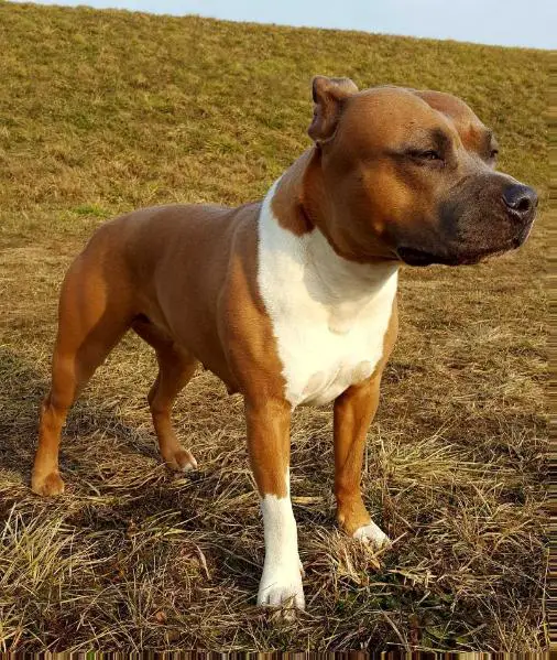 CH-HR Ramona snow-white angel