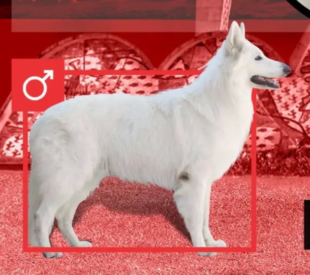 PuppyCH, JrCH Antares das Beste aus Fontschweizer