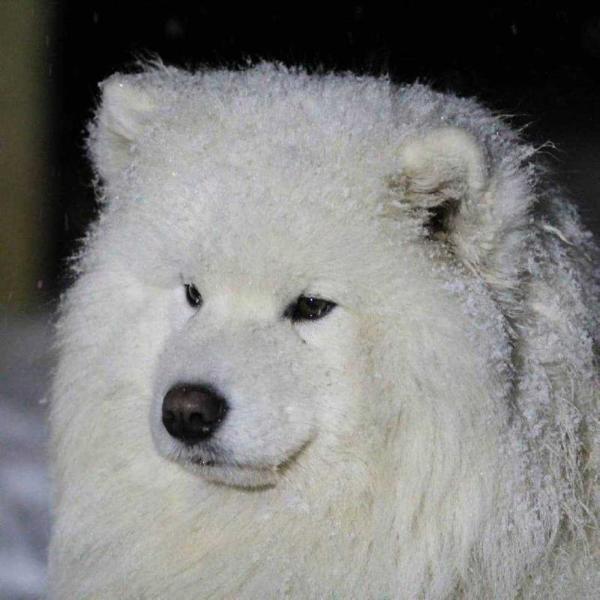 MULTI SMILE Arctik Bear