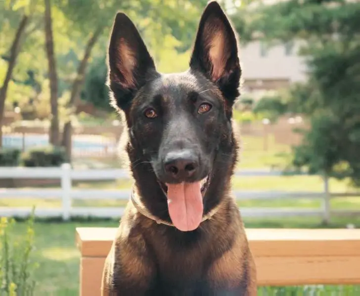 Devious Van De Visenhoeve