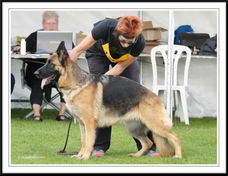 Silver Medal 2015 NZ GSD National Acarya Quick-Fakir