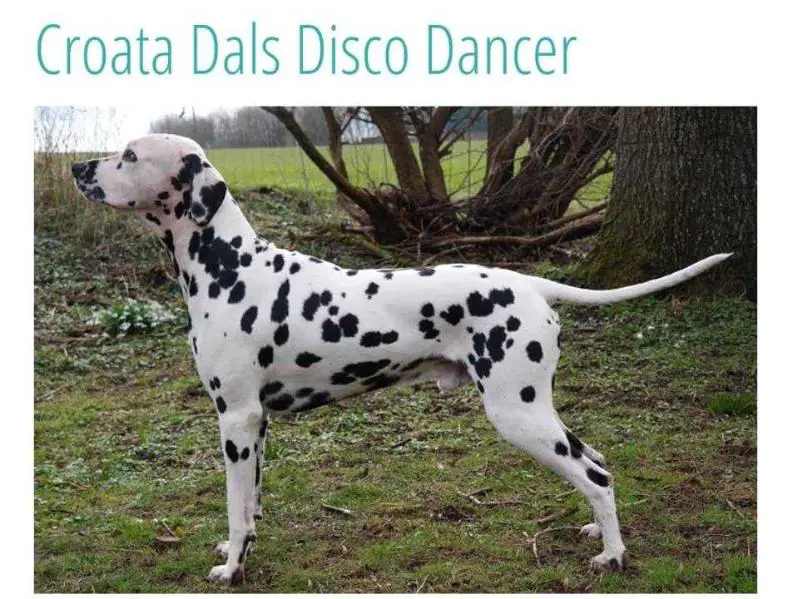 Croata Dals Disco Dancer