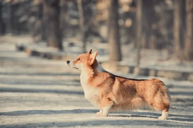 JChRus, ChRus, Ch RKF Talisman Vasilisy Rolly Polly