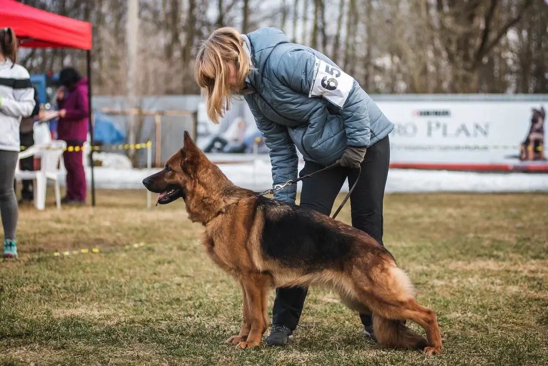 JCHRKF, JCHRUS, CHRKF, CHRUS CACIB OLIMPIA von Roten Blitz