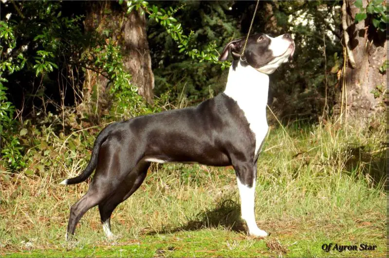 O De Lancôme Of Ayron Star