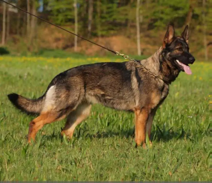 SG Ceoma vom Drumlin Wolf