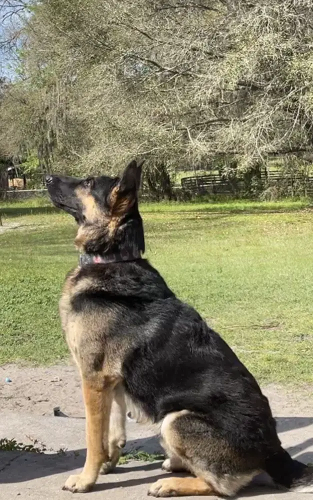 Odin Saylor
