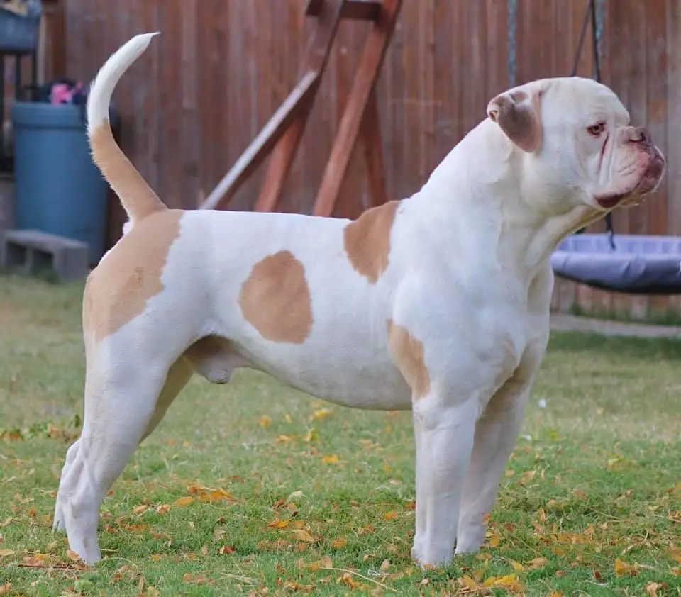 BullyBadass’s Achilles