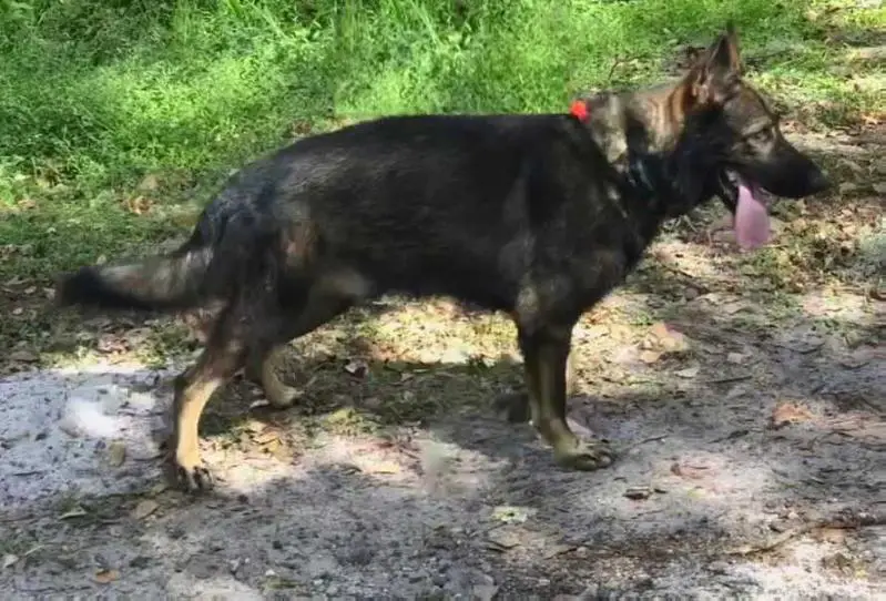 Max Vom HarterHund