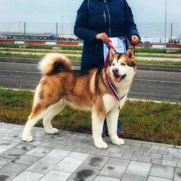 JCH RUS/CH RKF/CH RUS/CH BEL Asolfr D'Astrid