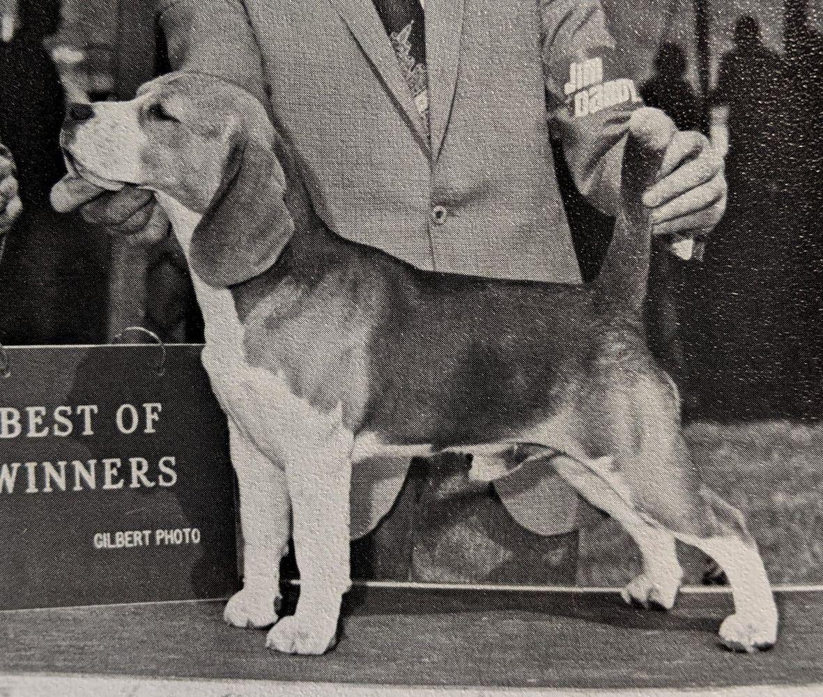 CH Pin Oak's Dealers Choice